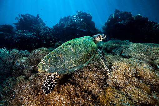 World Class Diving Spot Sailing Cruise - turtle