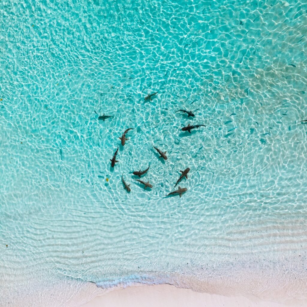 Shark on Journey to Komodo island