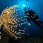 a diver in Lembeh Strait
